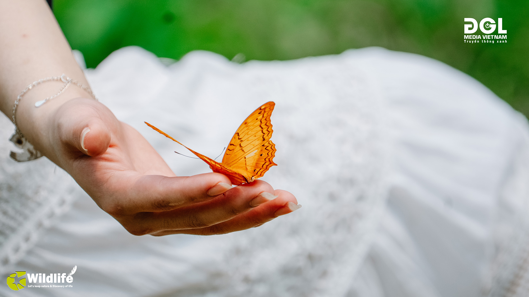 Vườn quốc gia Cúc Phương bước vào mùa đẹp nhất trong năm – mùa bướm